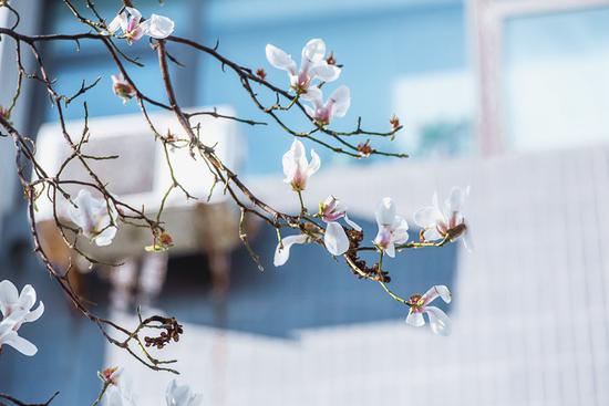 北京林业大学 楼前的玉兰 刘俊廷/摄