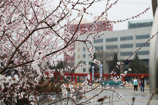 山西农业大学 程旭东/摄