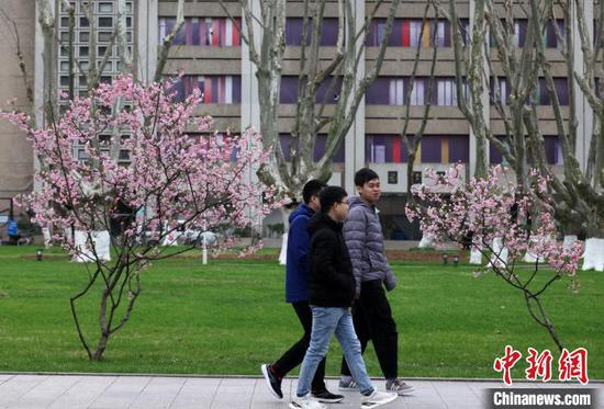 盛放的春花令高校校园平添诗意。 泱波 摄