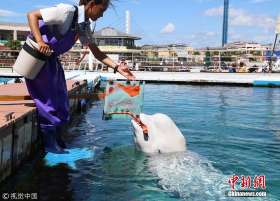 当地时间2018年9月9日，日本横滨，八景岛海洋乐园水族馆举办白鲸艺术活动，一头白鲸叼着画笔作画有模有样。 图片来源：视觉中国