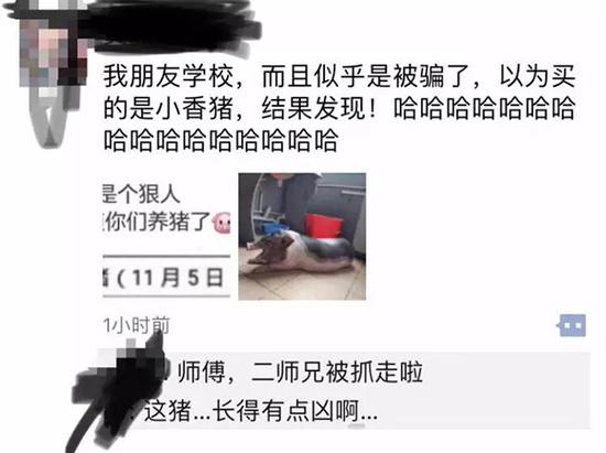 广东一大学生在校养猪被批评:宿舍能否养宠物?