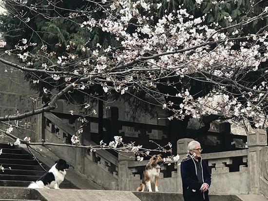 2018年3月14日，备受全国游人关注的武汉大学樱花在三月春风中悄然绽放。目前武大樱花属于初开期，预计一周后将迎来怒放期。视觉中国 图