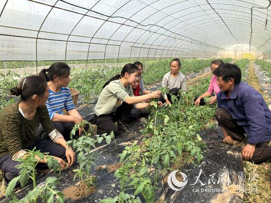 在蔬菜大棚内田间学堂，杨媚（图中戴眼镜者）正在为村民讲解番茄苗该如何挂吊绳   胡虹/摄