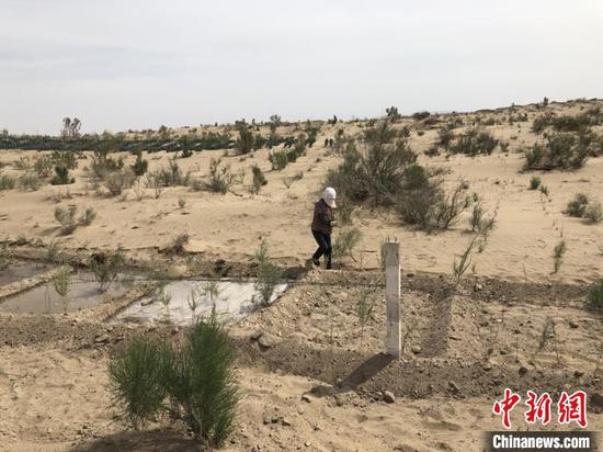 图为甘肃民勤的治沙人忙着给树木浇水。(资料图) 徐雪 摄