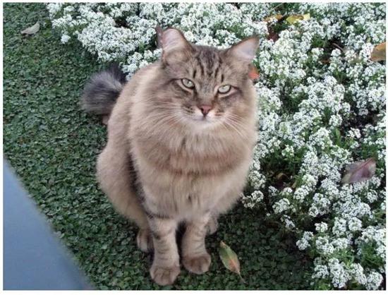 这9个常用英语短语背后的起源故事 暗黑得超乎