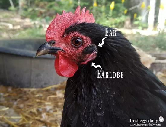 ▼earlobe /‘ɪələʊb/ n。 耳垂