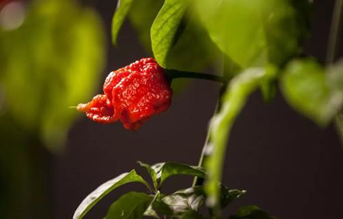 If you eat a really hot pepper, you expect pain. A lot of pain.