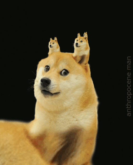 2015网络热词top15:doge都上榜了(双语)