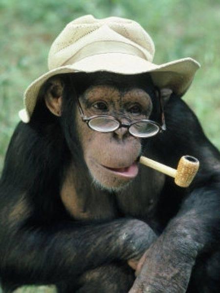 猴年来啦:这些猴子短语你都会说吗(双语)|短语