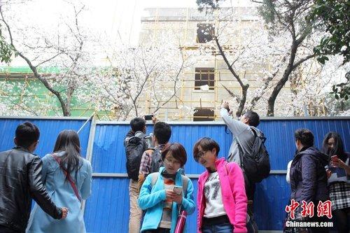 武汉大学主要赏樱区域被封 游客隔着围栏赏樱花