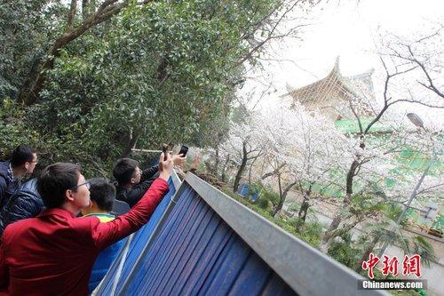 武汉大学主要赏樱区域被封 游客隔着围栏赏樱花