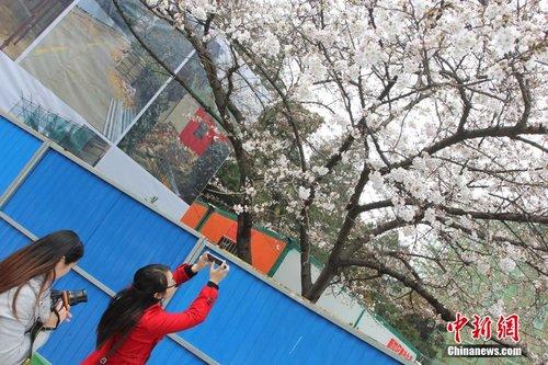 武汉大学主要赏樱区域被封 游客隔着围栏赏樱花