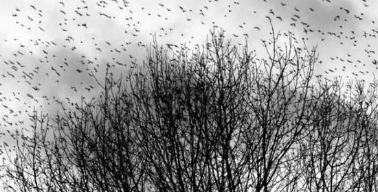 精神安全“谋杀”了多少人？&nbsp;一个留学生的不自杀手册