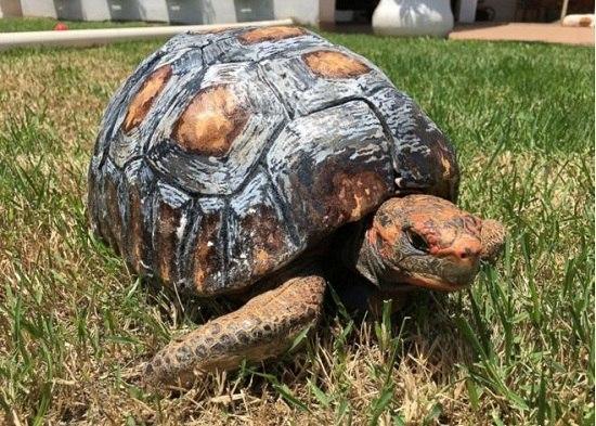 乌龟因大火失去龟壳3D打印助其重获新生（图）