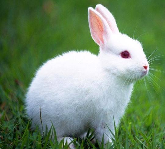 小白兔怎么画简单的又好看 RzFS-fxvqcts9521978.jpg