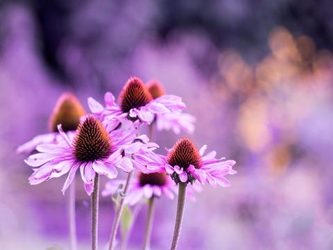 这样处理形容词让孩子译文上升新高度|形容词