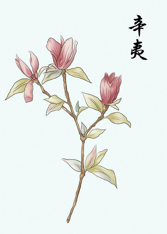 (原题为:《手绘中药走红了 医学插画师会火吗?》)