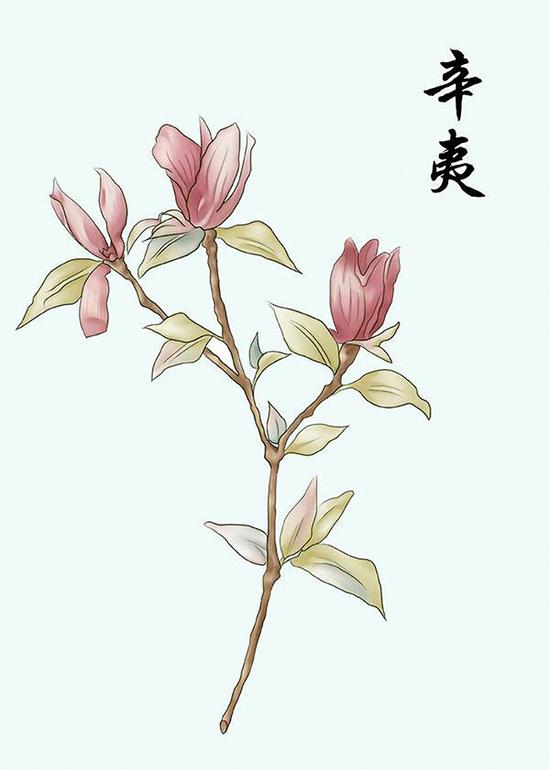 （原题为：《手绘中药走红了 医学插画师会火吗？》）