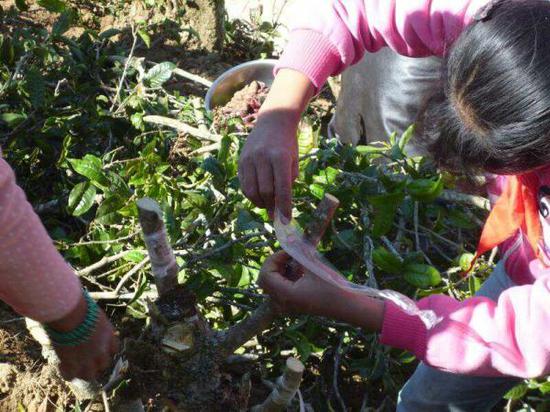 学生进行茶叶嫁接实践。从倒数第一到名列前三