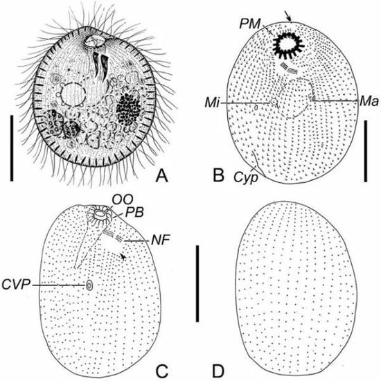 纤毛虫的分类鉴定主要依据纤毛排布模式、核器及其他各种细胞器形态