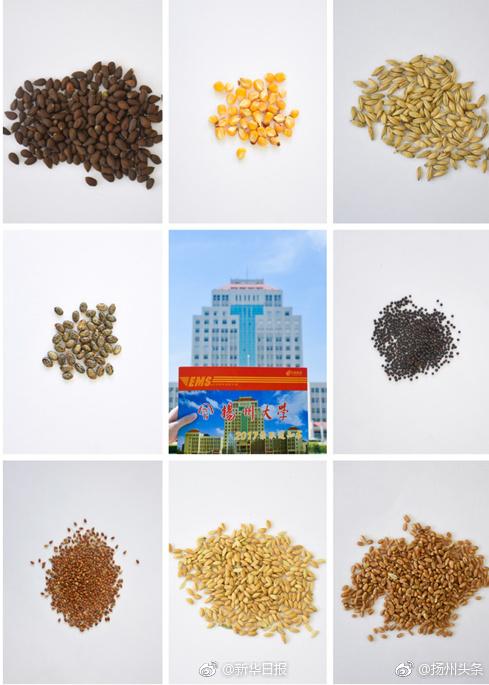 扬州大学农学院录取通知书里藏“种子”。&nbsp;