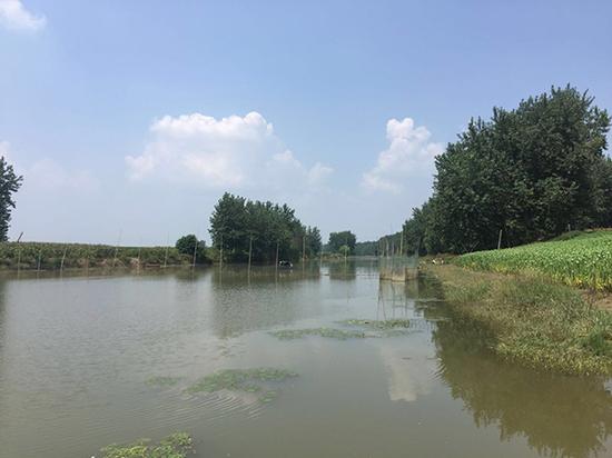 林华蓉从河对岸的杨树下投河。  本文图均为 澎湃新闻实习生 万嘉琳 图事发地离租住地约5公里