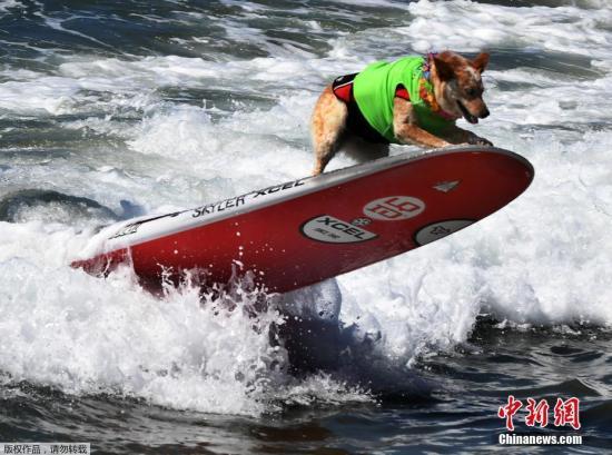 图为参赛的“冲浪狗”。