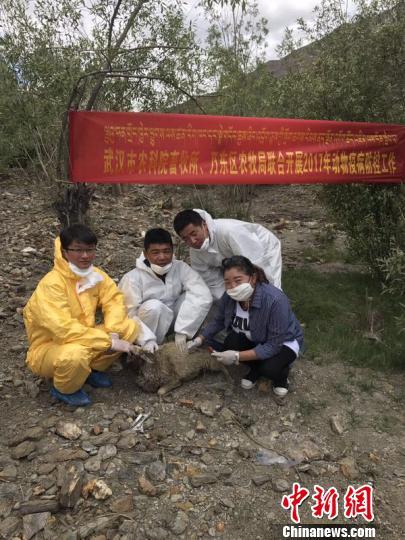 图为，武汉农科院技术人员何斌(左一)指导当地开展动物疫病防控现场 邓俊文 摄