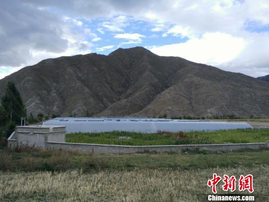 图为，武汉市农科院指导建设高原大棚蔬菜种植基地 邓俊文 摄