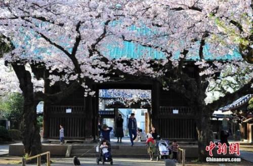 资料图：日本京都樱花盛开