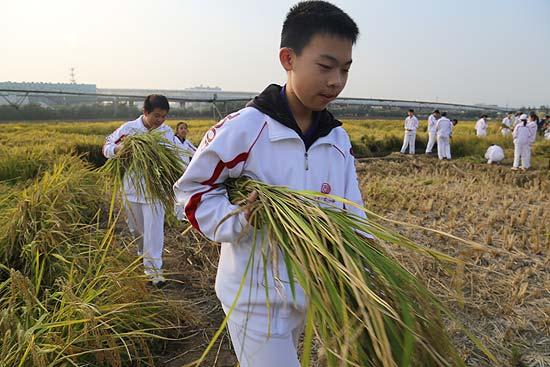 　　正在接受学农教育的初中学生，手拿刚收割完的水稻，准备运到脱粒区进行传统人工脱粒。 肖作岭 摄