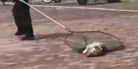 广东一大学生在校养猪被批评:宿舍能否养宠物?