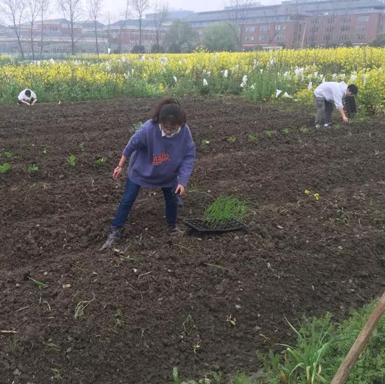 同学们在田间劳作