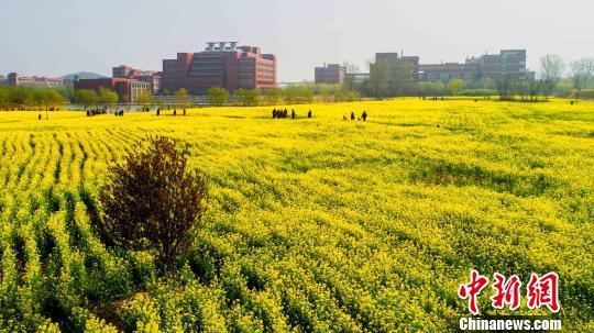 从高空俯瞰，油菜花海仿佛给校园铺上一层金色地毯。摄于山东交通学院。宋广兴摄