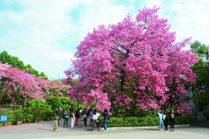 “花王”去年开花时盛况。通讯员供图