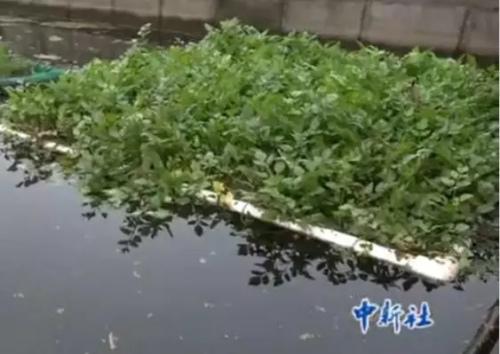 维和官兵在非洲荒漠中种菜: