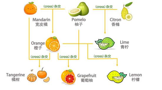 Orange竟然不是橘子?橘子的英文到底怎么说