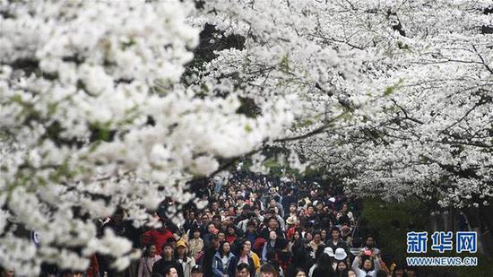 3月23日,人们在武汉大学赏花。当日,众多游客前往武汉大学欣赏樱花。新华社记者 程敏 摄