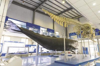 上海海洋大学博物馆的镇馆之宝——全国最大、身长18.4米的雄性抹香鲸外形标本及其骨骼标本。（上海海洋大学博物馆供图）