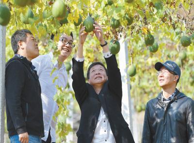 在江西省萍乡市湘东区东桥镇中院村,江西中医药大学驻村扶贫工作队成员查看瓜蒌生长情况。新华社记者 彭昭之摄
