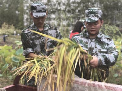 学生正在收割水稻