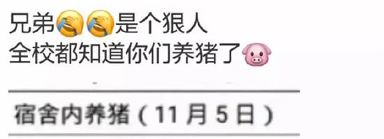 广东一大学生在校养猪被批评:宿舍能否养宠物?