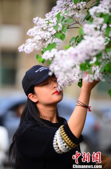 丁香花散发着淡淡香味，让来往学生忍不住踮脚轻嗅。摄于山东师范大学千佛山校区。邱吉尔摄