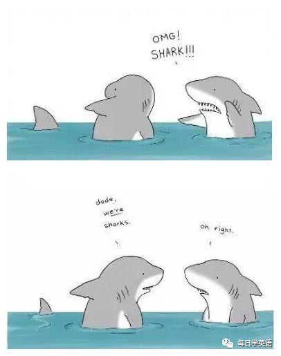 —OMG!SHARK!!!