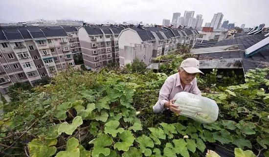 华人种菜，走出国门种向国际