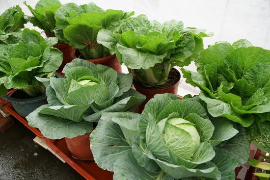 甚至是个普通的塑料盒——