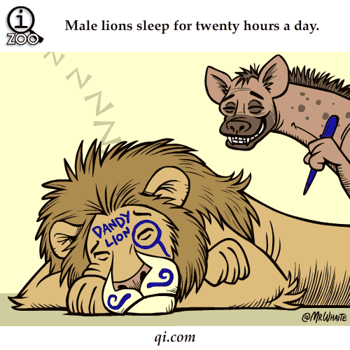 公狮子一天要睡20个小时。