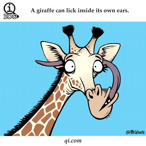 长颈鹿的舌头能舔到自己耳朵里面。