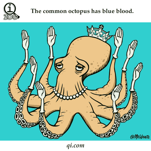 章鱼哥的血是蓝的。