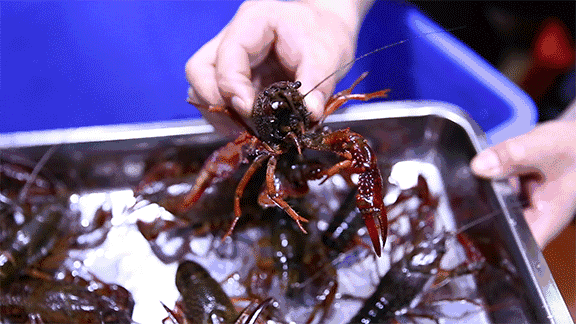 　　哈哈哈，虾将军，看你往哪里逃！